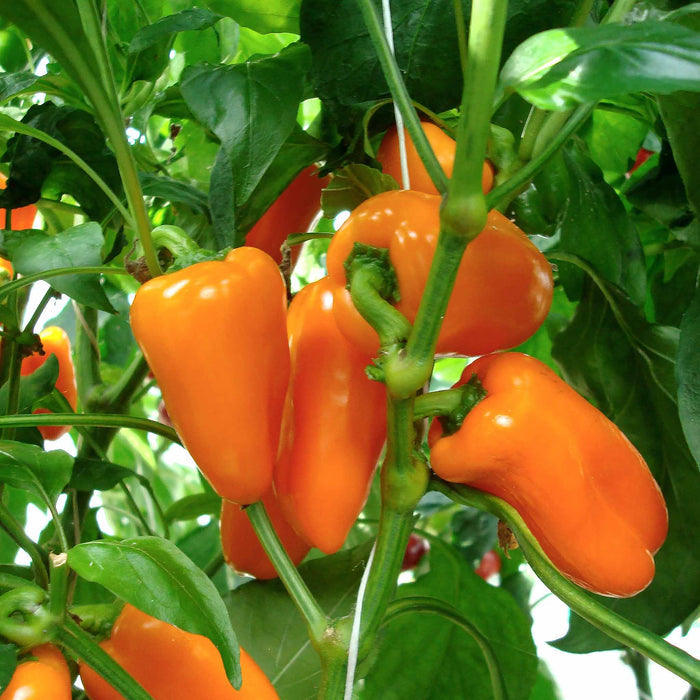 Sweet Pepper 'Snackbite Orange'
