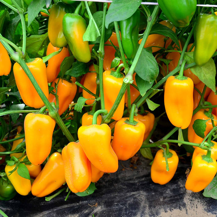 Sweet Pepper 'Snackbite Yellow'
