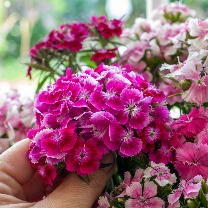 A close-up of a hand holding a cluster of vibrant pink and magenta Dianthus flowers, with more of the same blooming in the background.
