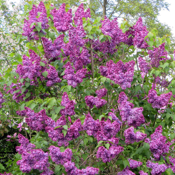 Syringa 'Charles Joly'