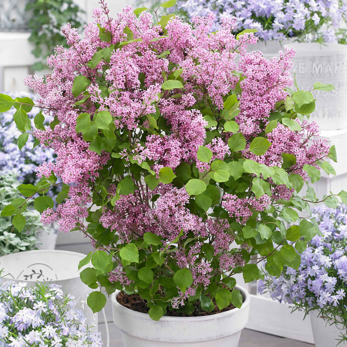 Syringa 'Flowerfesta Pink'