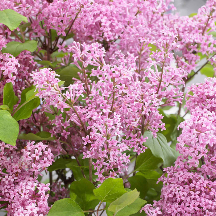 Syringa 'Flowerfesta Pink'