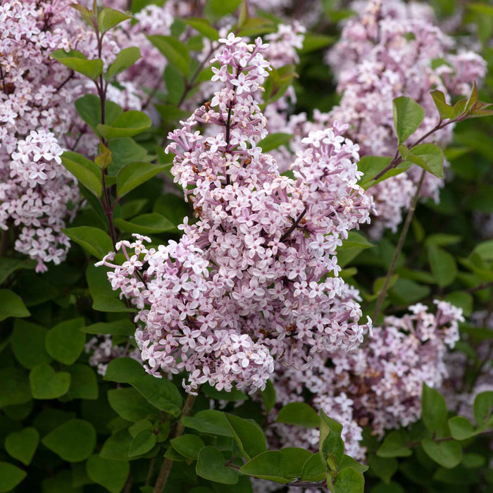Syringa 'Flowerfesta Pink'