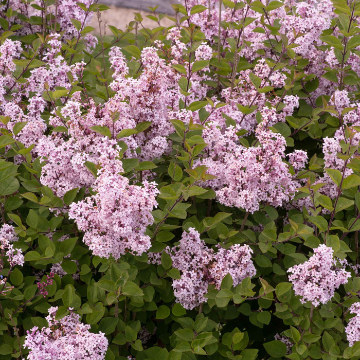 Syringa 'Flowerfesta Pink'