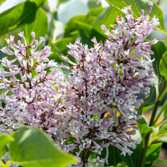 Syringa patula 'Miss Kim'