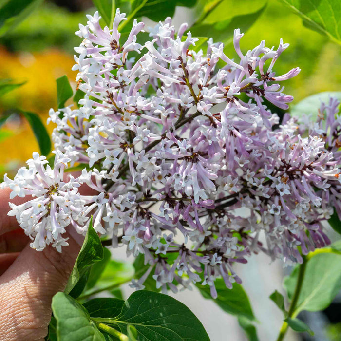 Syringa patula 'Miss Kim'