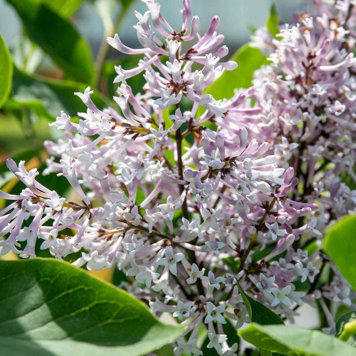 Syringa patula 'Miss Kim'