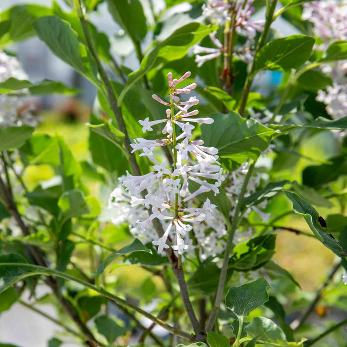 Syringa patula 'Miss Kim'