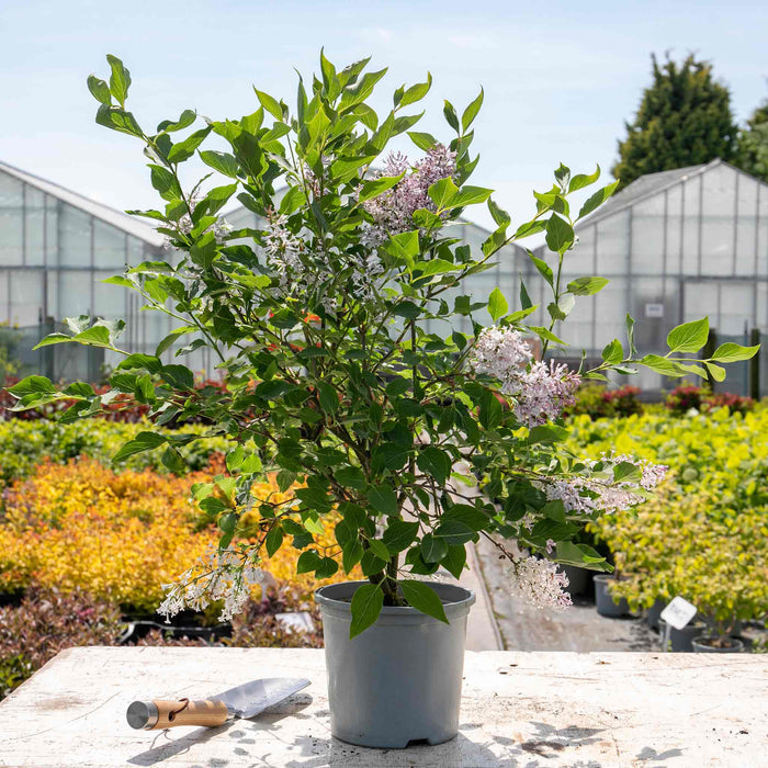 Syringa patula 'Miss Kim'