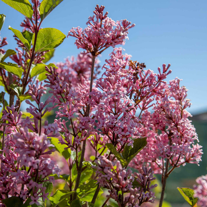 Syringa 'Pink Perfume'