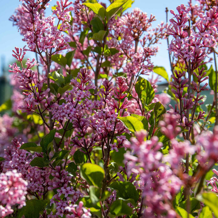 Syringa 'Pink Perfume'