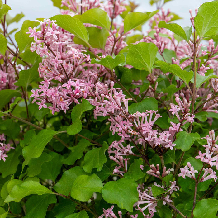 Syringa 'Pink Perfume'