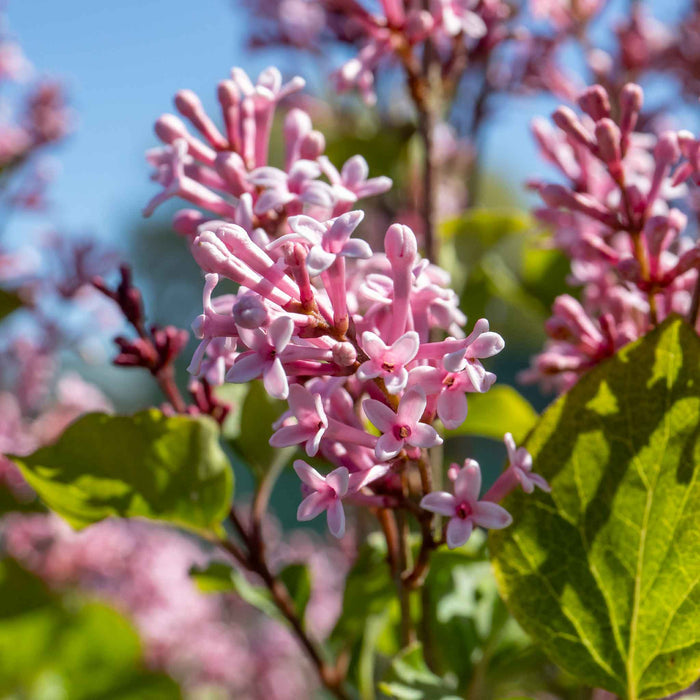 Syringa 'Pink Perfume'
