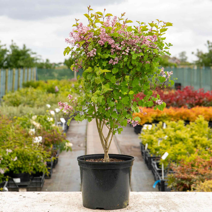 Syringa Pink Perfume bush 7.5Ltr Plant