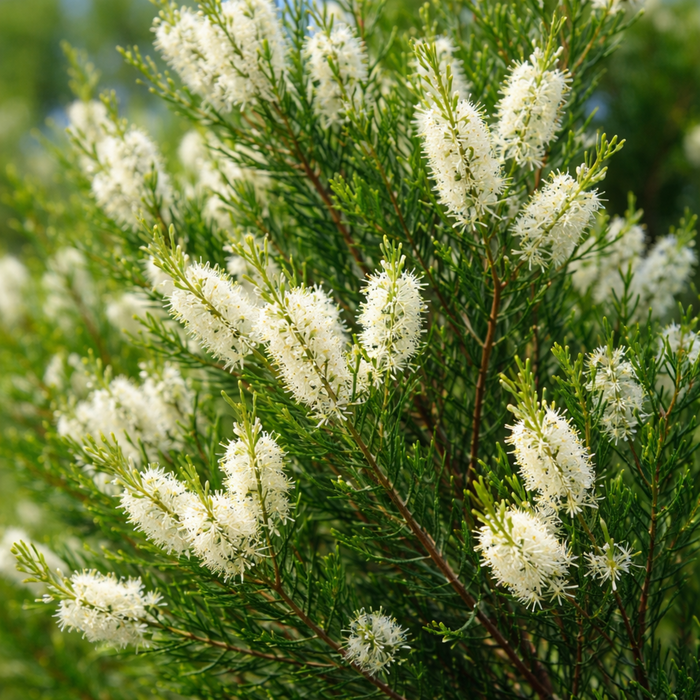 Tea Tree Essential Oil 136