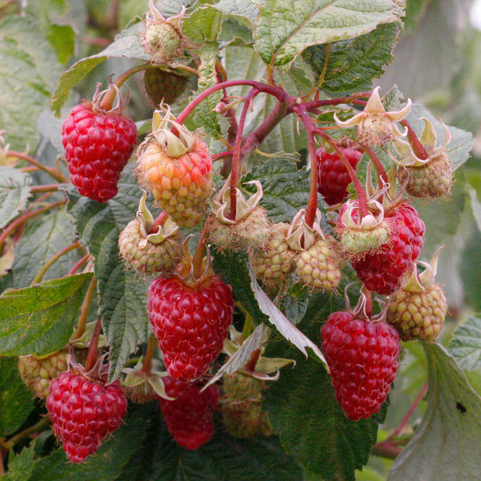 Thornless Raspberry 'Autumn Treasure'
