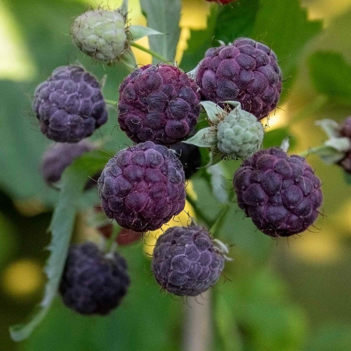 Thornless Raspberry 'Glen Coe'
