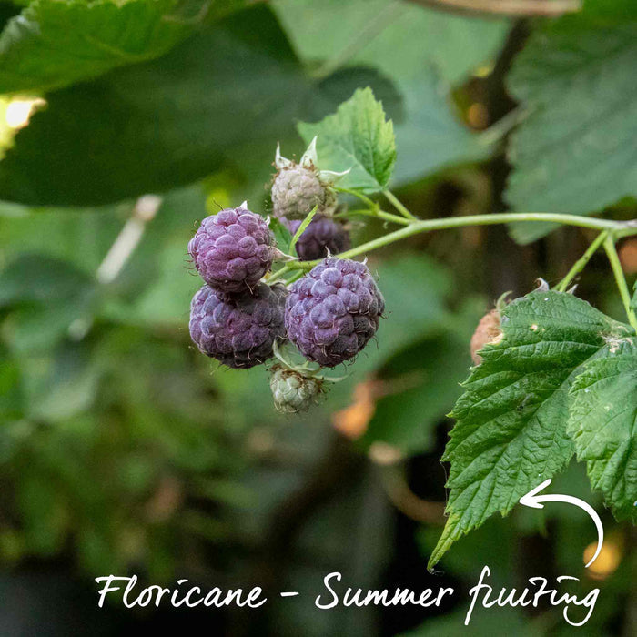 Thornless Raspberry 'Glen Coe'