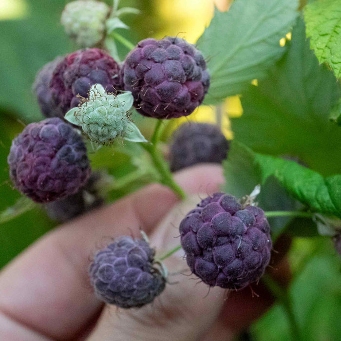 Thornless Raspberry 'Glen Coe'