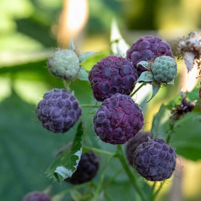 Thornless Raspberry 'Glen Coe'