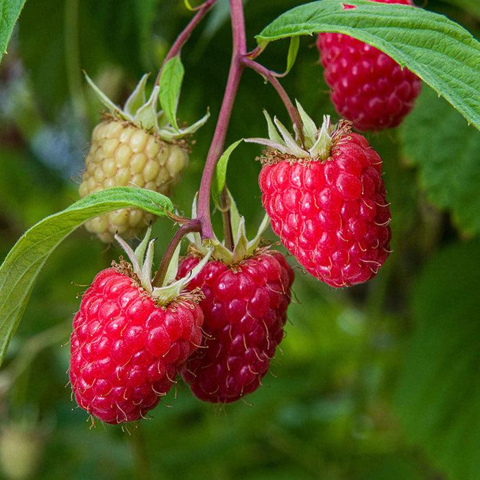Thornless Raspberry 'Glen Mor'