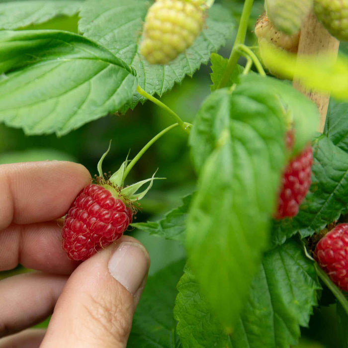 Thornless Raspberry 'Glen Mor'
