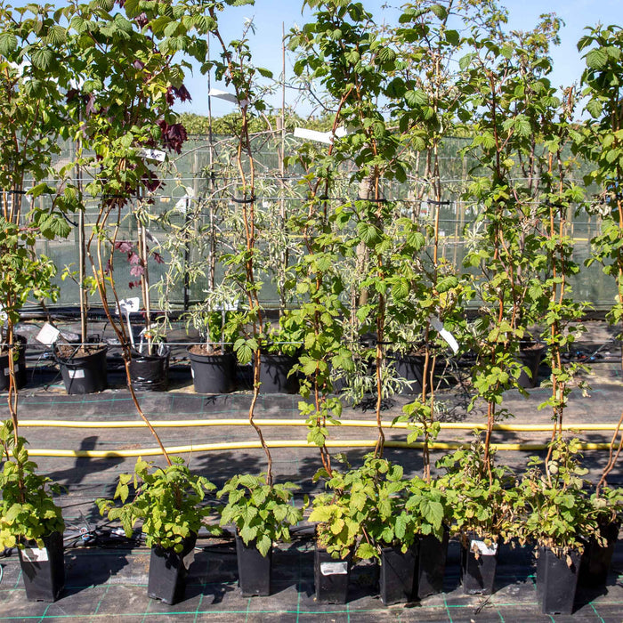 Thornless Raspberry 'Glen Mor'