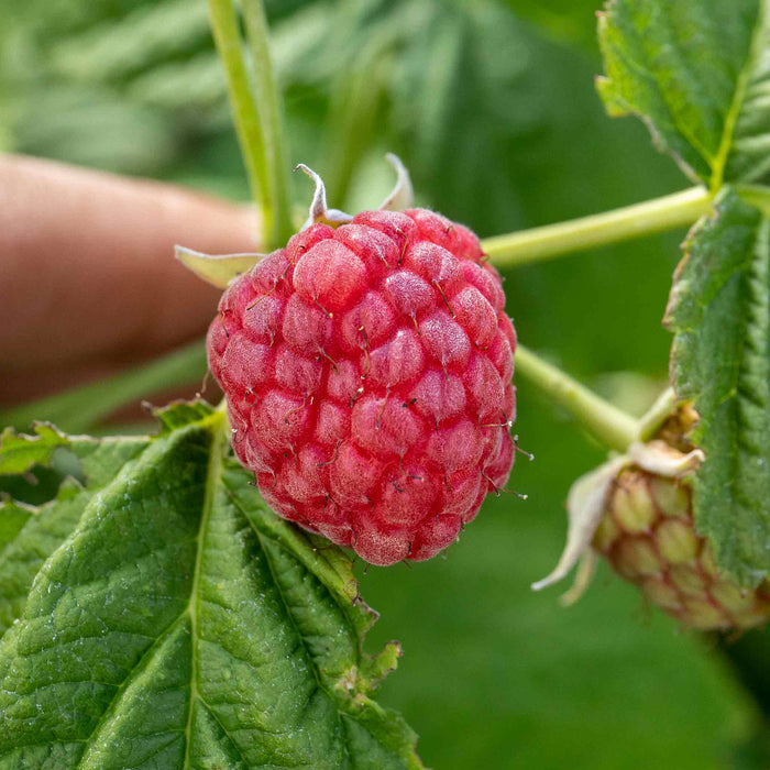 Thornless Raspberry 'Joan J'