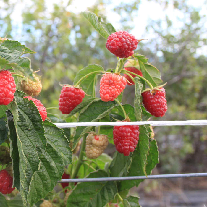 Thornless Raspberry Lowberry 'Little Sweet Sister'