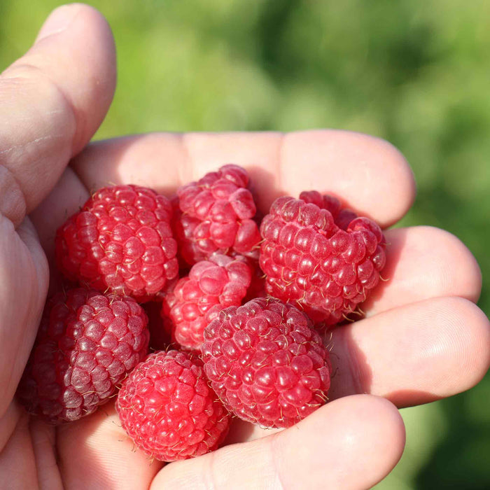 Thornless Raspberry Lowberry 'Little Sweet Sister'