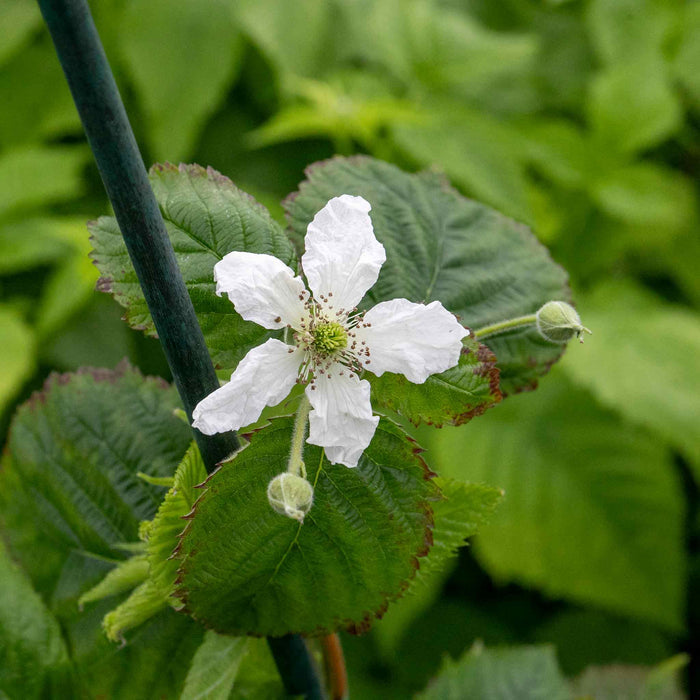 Thornless Raspberry Lowberry 'Little Sweet Sister'