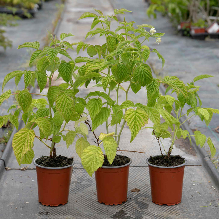 Thornless Raspberry Lowberry 'Little Sweet Sister'