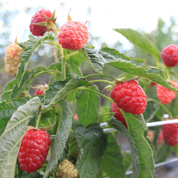 Thornless Raspberry Lowberry 'Little Sweet Sister'