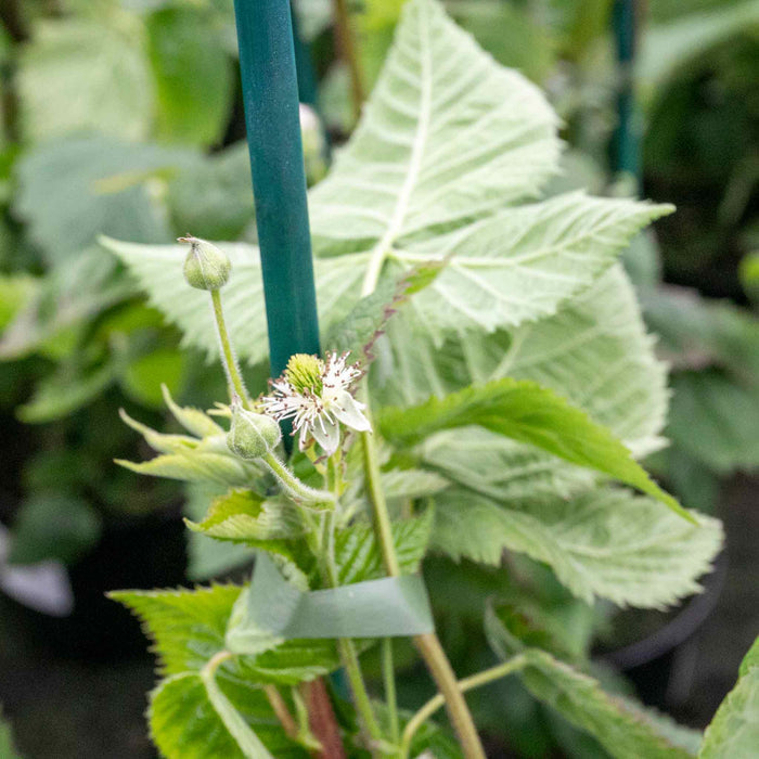 Thornless Raspberry Lowberry 'Little Sweet Sister'
