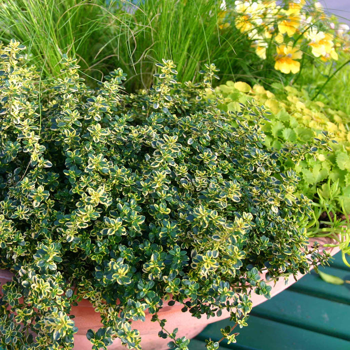 Thyme 'Lemon'