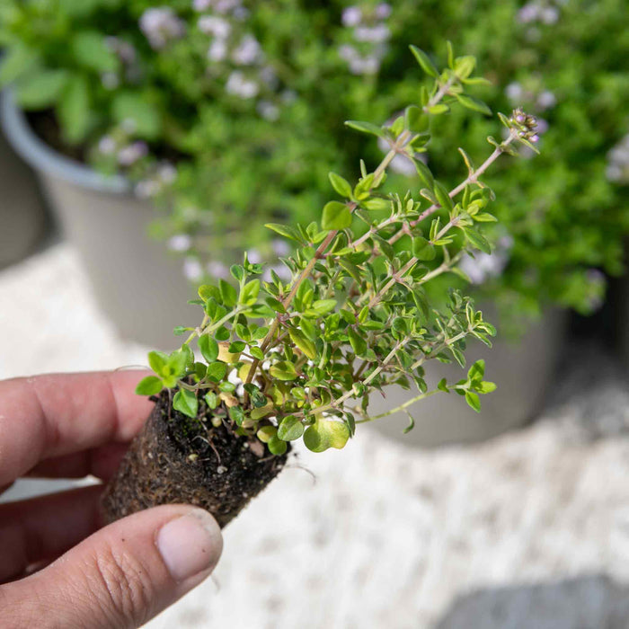 Thyme 'Lemon'