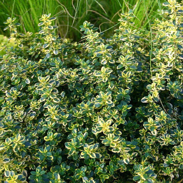 Thyme 'Lemon'