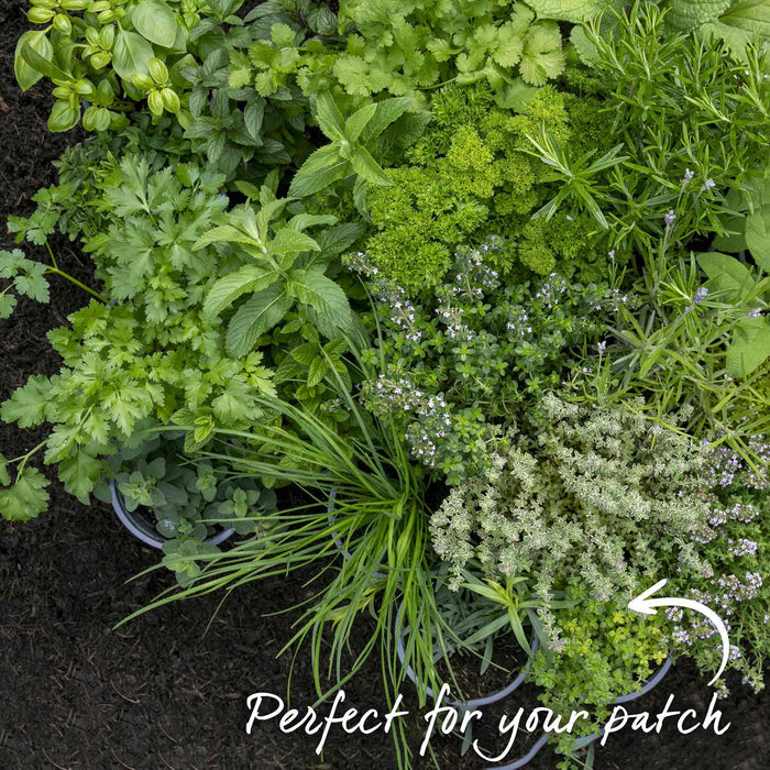 Thyme 'Lemon'