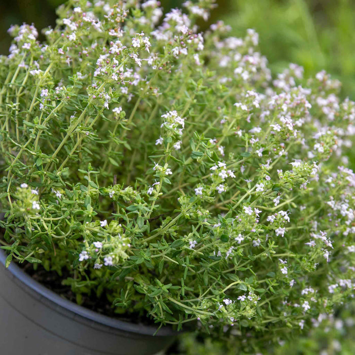 Thyme Vulgaris