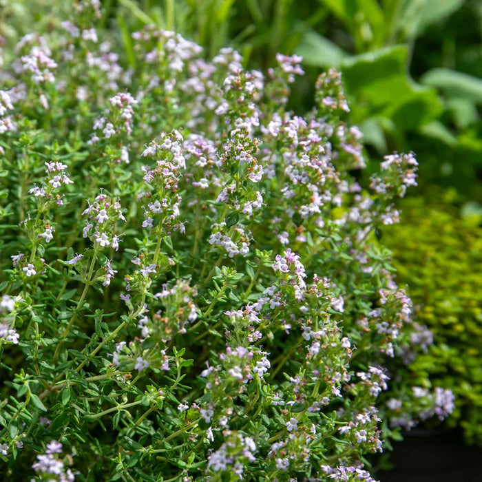 Thyme Vulgaris