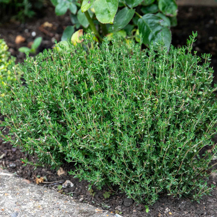 Thyme Vulgaris