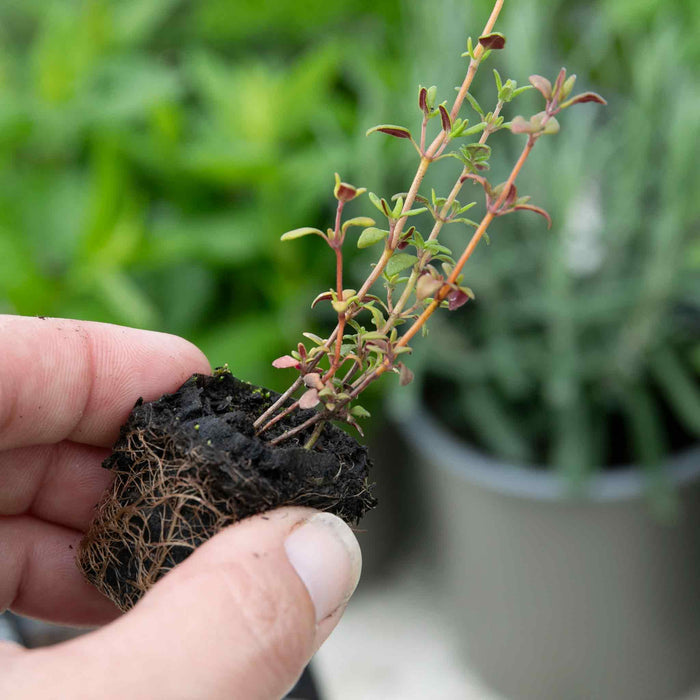 Thyme Vulgaris