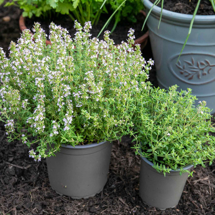 Thyme Vulgaris