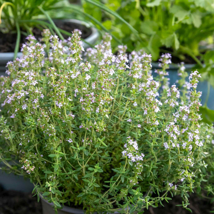 Thyme Vulgaris
