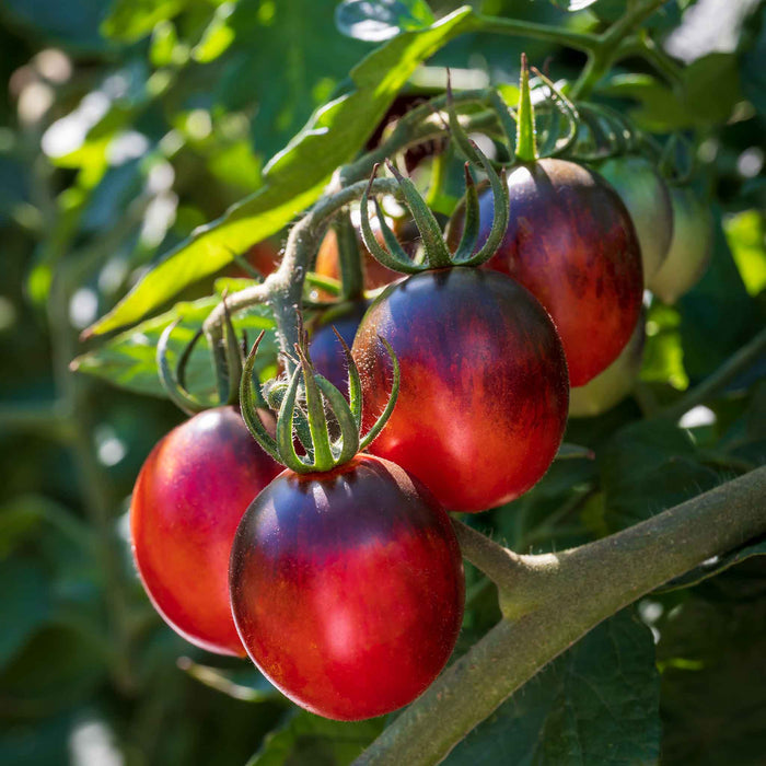 Tomato Seeds 'Black Moon'