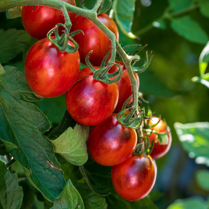 Tomato Seeds 'Black Moon'