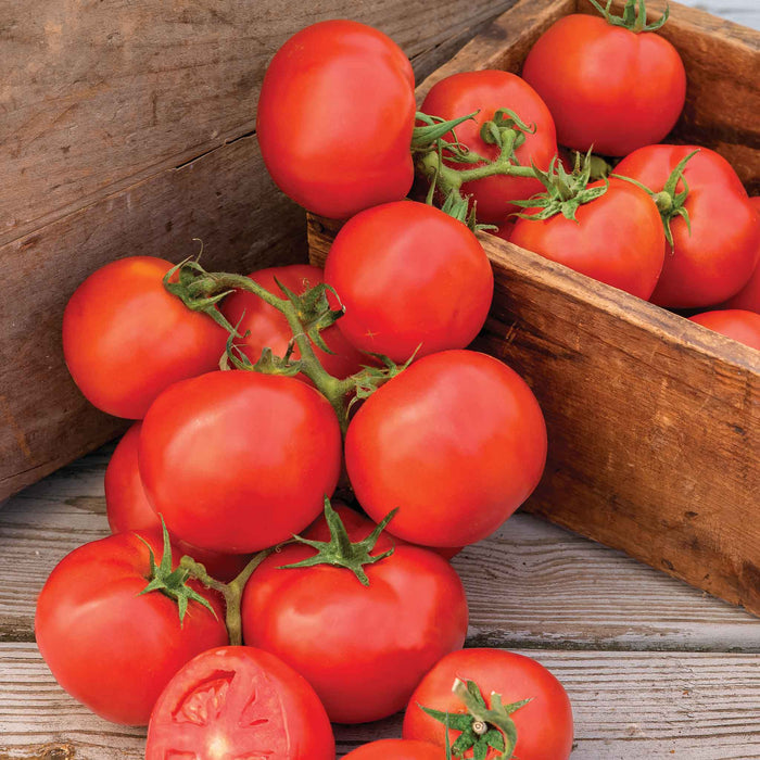 Tomato Seeds 'Oh Happy Day'