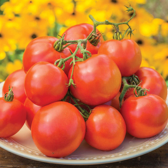 Tomato Seeds 'Oh Happy Day'