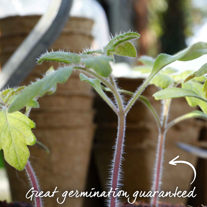 Tomato Seeds 'Oh Happy Day'