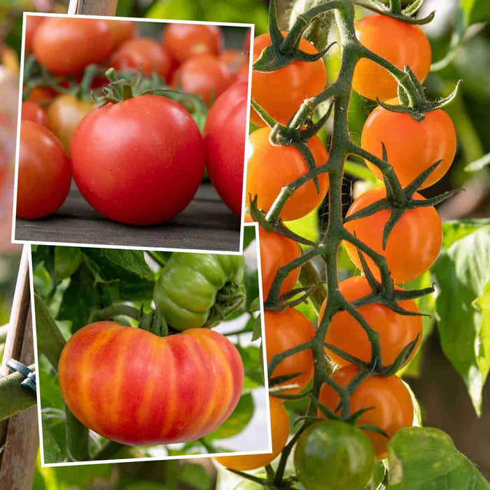 Tomato 'Sweetest Collection'